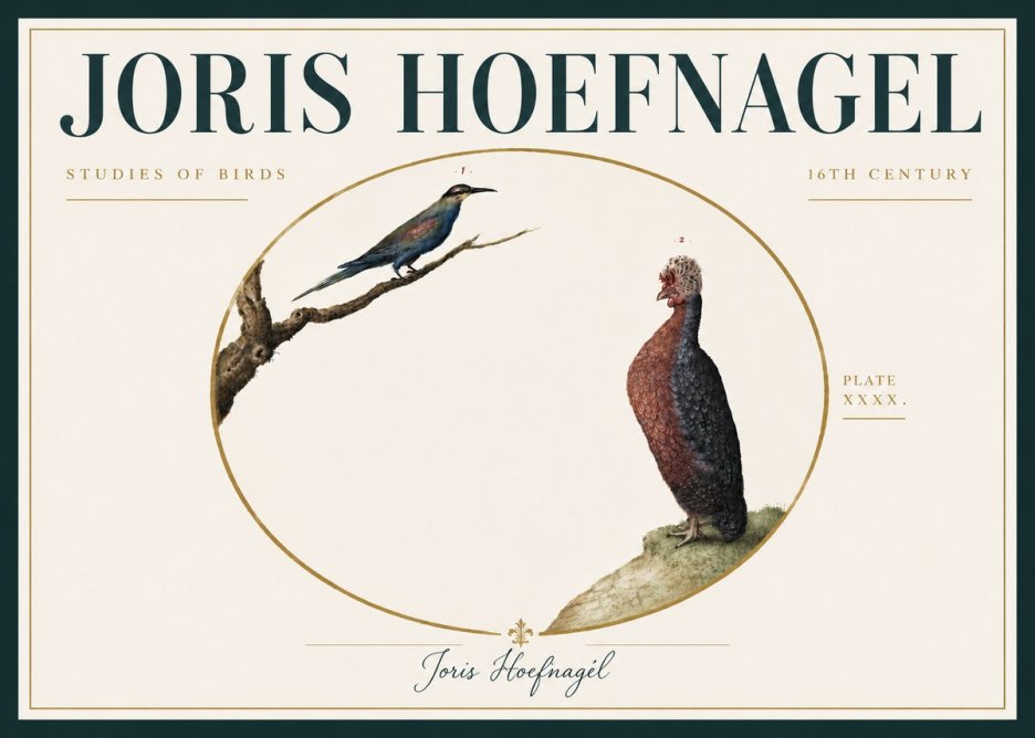 Joris Hoefnagel Studies of Birds I No6 - Póster