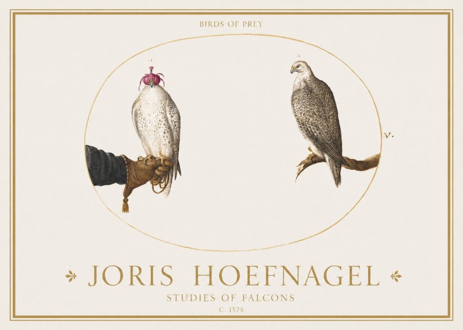 Joris Hoefnagel Studies of Falcons No1 - Póster