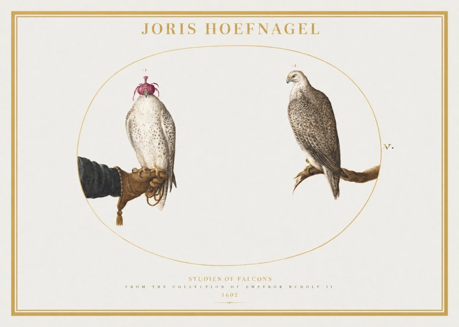 Joris Hoefnagel Studies of Falcons No2 - Póster