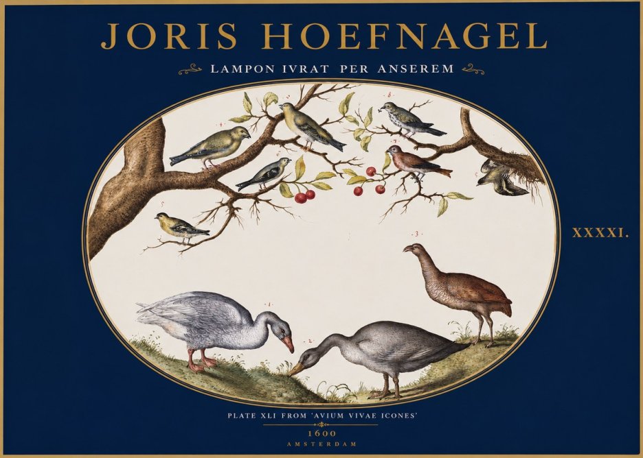 Joris Hoefnagel Lampon Ivrat per Anserem No2 - Póster