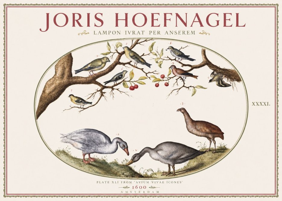 Joris Hoefnagel Lampon Ivrat per Anserem No3 - Póster
