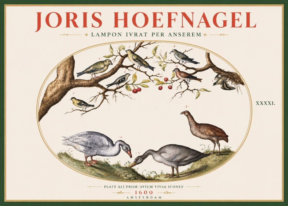 Joris Hoefnagel Lampon Ivrat per Anserem No5 - Póster