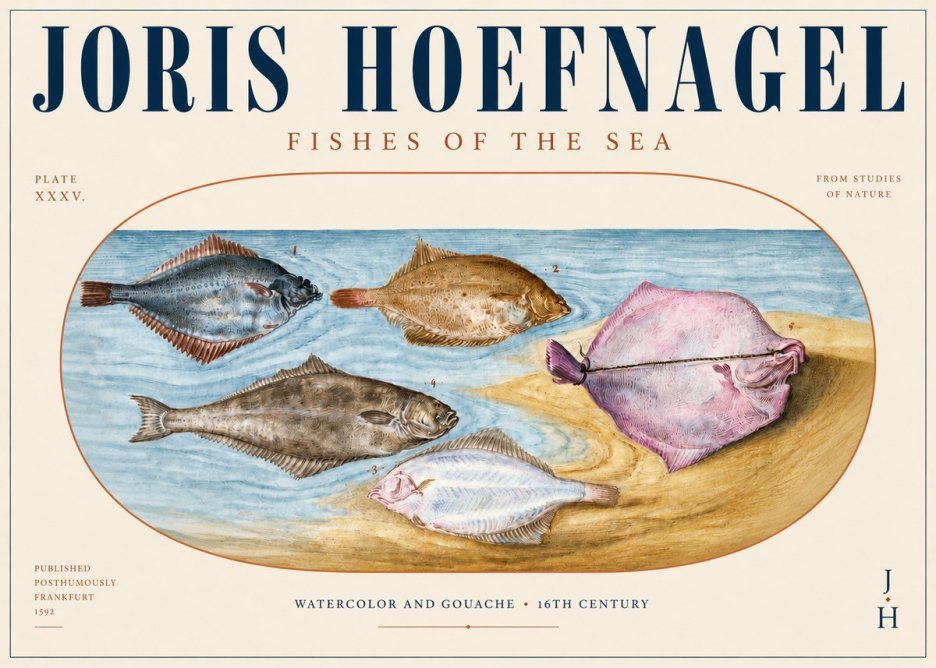 Joris Hoefnagel Fishes of the Sea II No3 - Póster