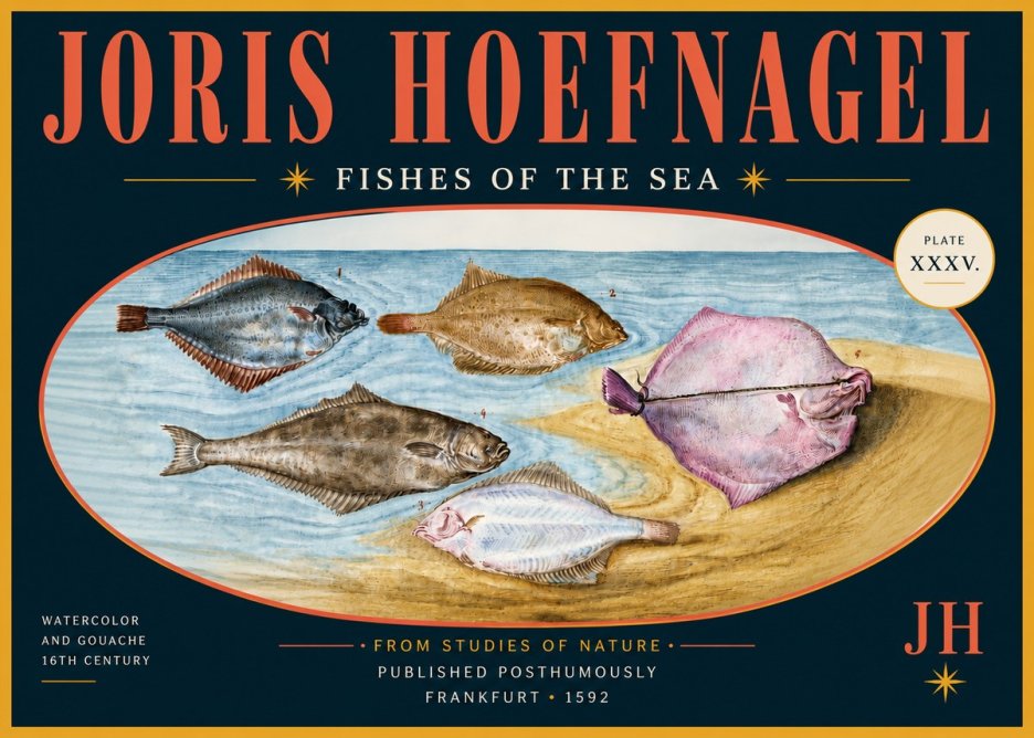 Joris Hoefnagel Fishes of the Sea II No6 - Póster