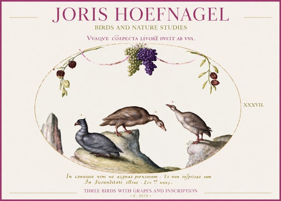 Joris Hoefnagel Three Birds with Grapes and Inscription No1 - Póster