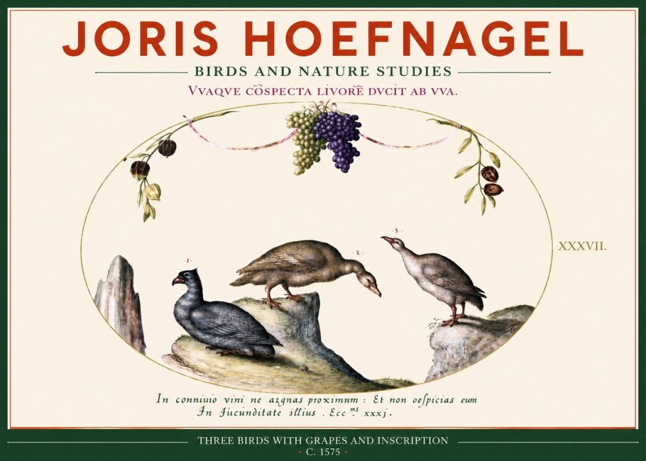 Joris Hoefnagel Three Birds with Grapes and Inscription No2 - Póster