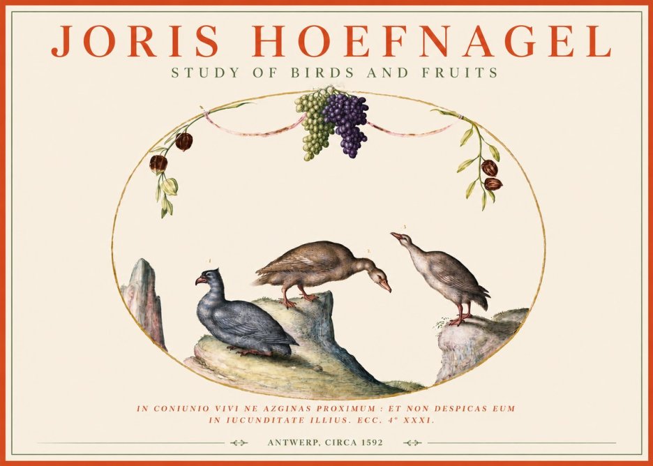 Joris Hoefnagel Three Birds with Grapes and Inscription No4 - Póster