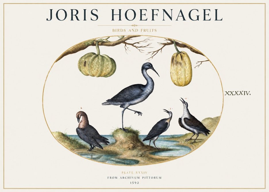 Joris Hoefnagel Birds and Fruits No1 - Póster