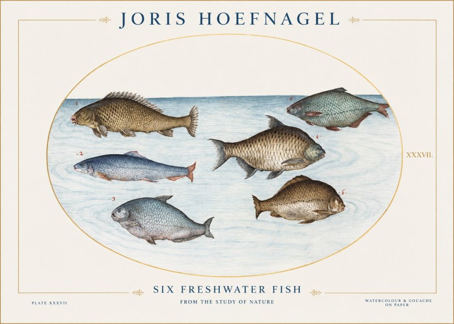 Joris Hoefnagel Six Freshwater Fish No1 - Póster