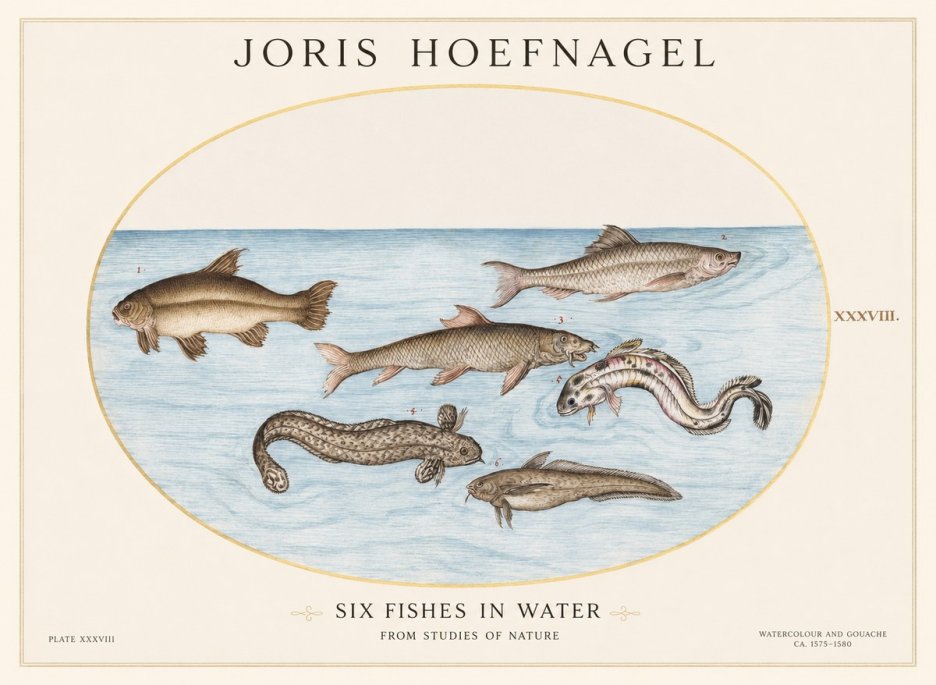 Joris Hoefnagel Six Fishes in Water II No1 - Póster
