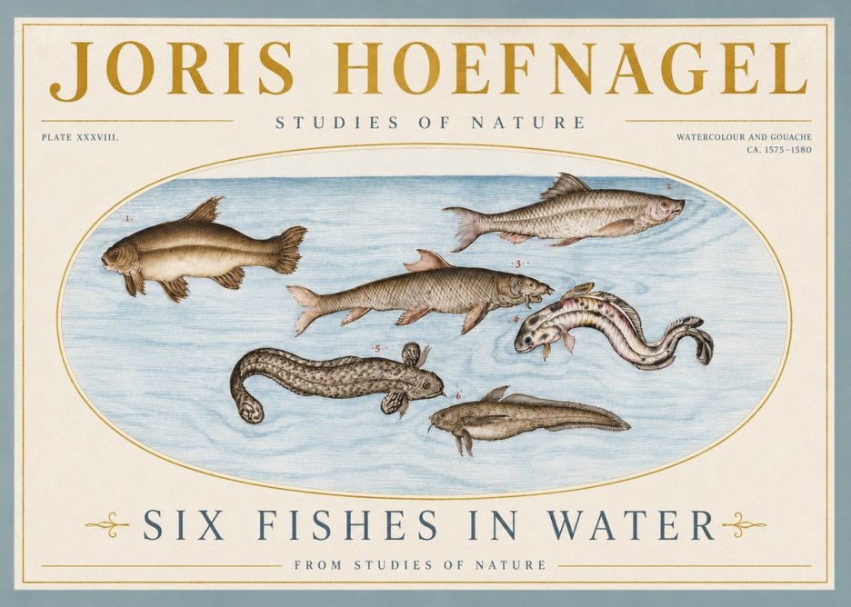 Joris Hoefnagel Six Fishes in Water II No4 - Póster