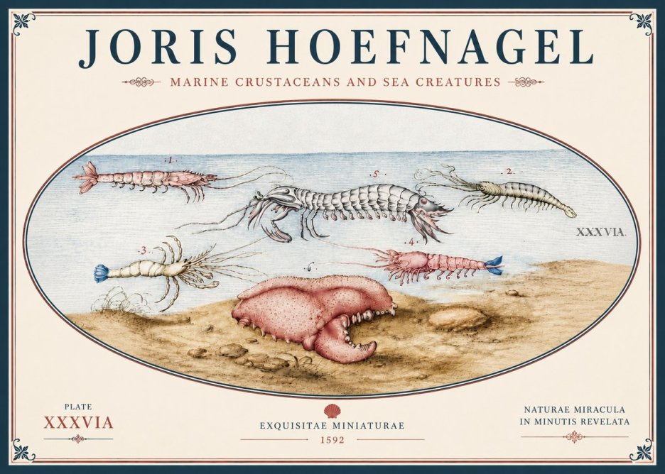 Joris Hoefnagel Marine Crustaceans and Sea Creature No5 - Póster