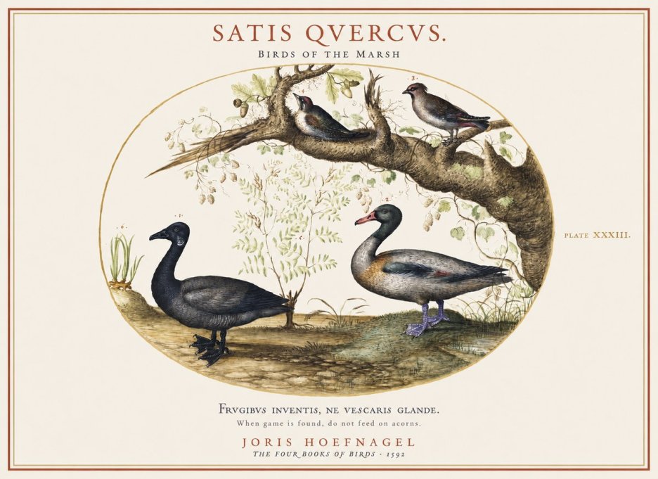 Joris Hoefnagel Satis Quercus. Birds of the Marsh No1 - Póster