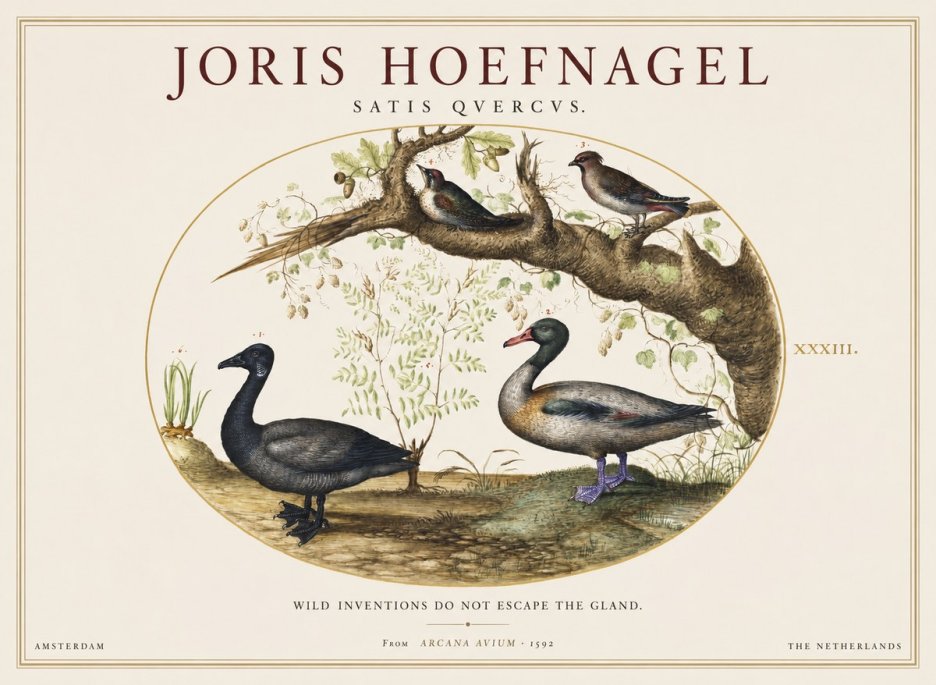 Joris Hoefnagel Satis Quercus. Birds of the Marsh No2 - Póster