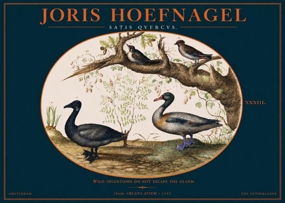 Joris Hoefnagel Satis Quercus. Birds of the Marsh No3 - Póster