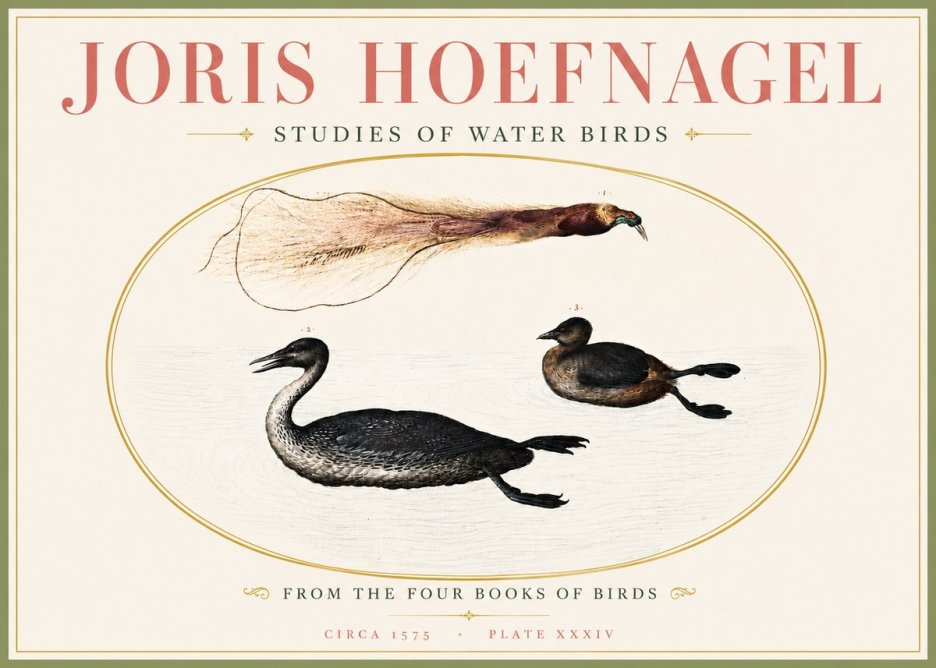 Joris Hoefnagel Studies of Water Birds No4 - Póster
