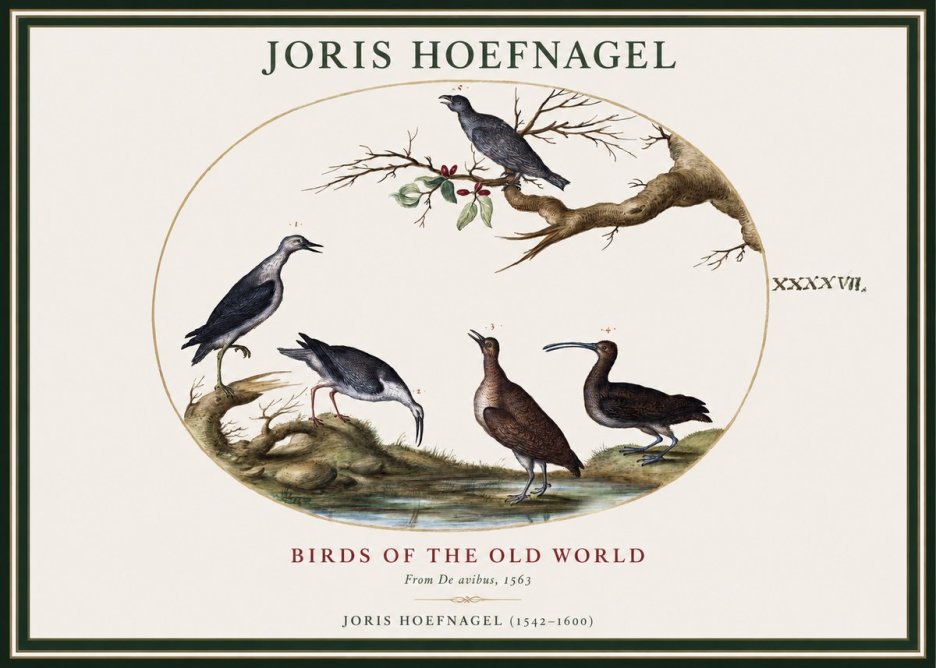 Joris Hoefnagel Birds of the Old World No1 - Póster
