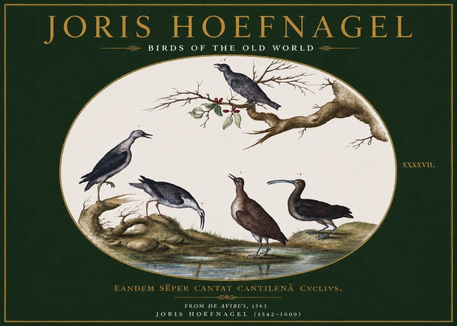 Joris Hoefnagel Birds of the Old World No3 - Póster