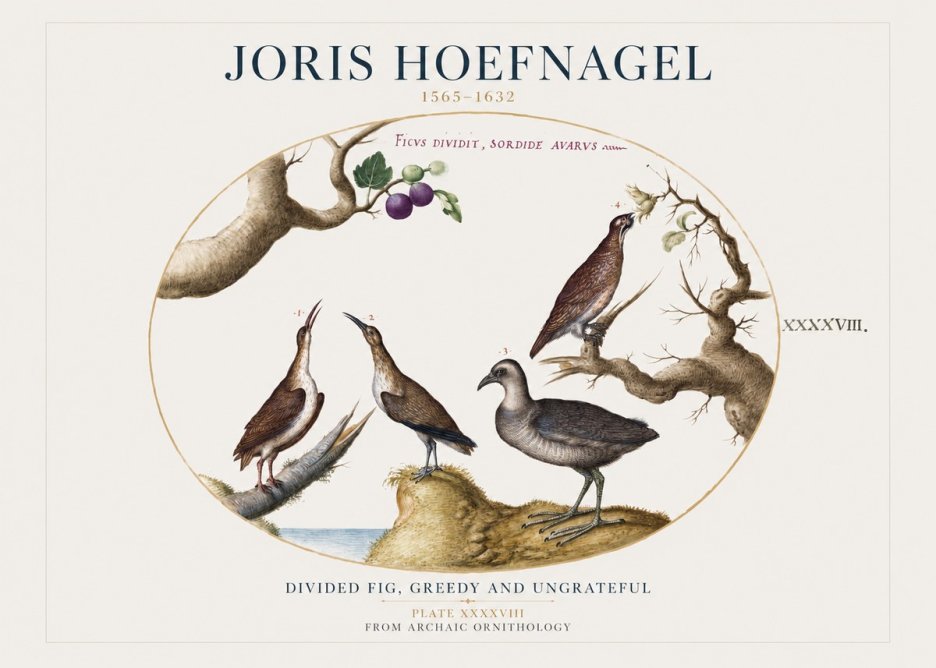 Joris Hoefnagel Birds from the Four Parts of the World No2 - Póster