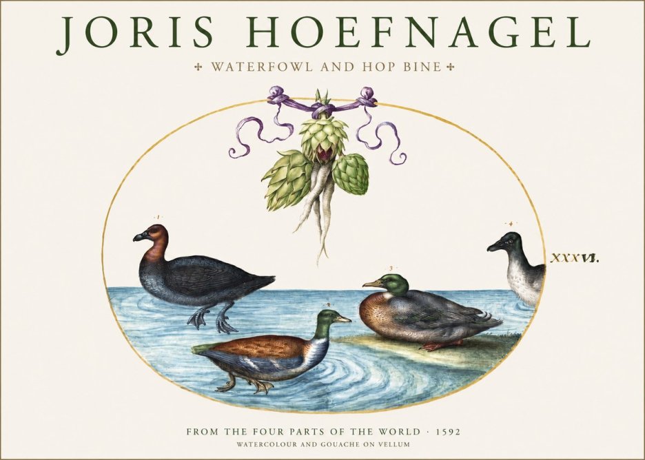Joris Hoefnagel Waterfowl and Hop Bine No1 - Póster