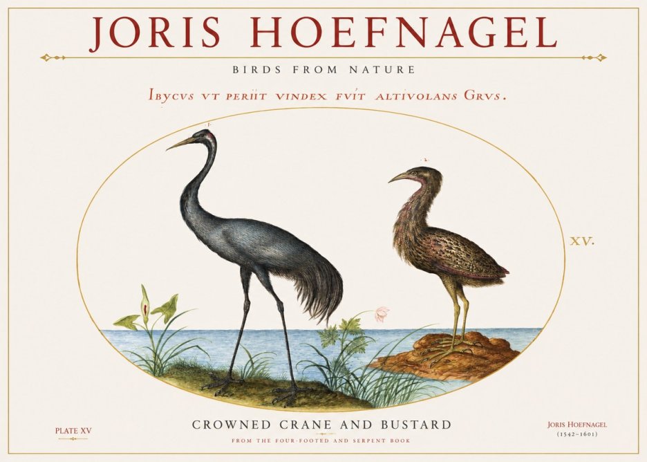 Joris Hoefnagel Crowned Crane and Bustard No1 - Póster