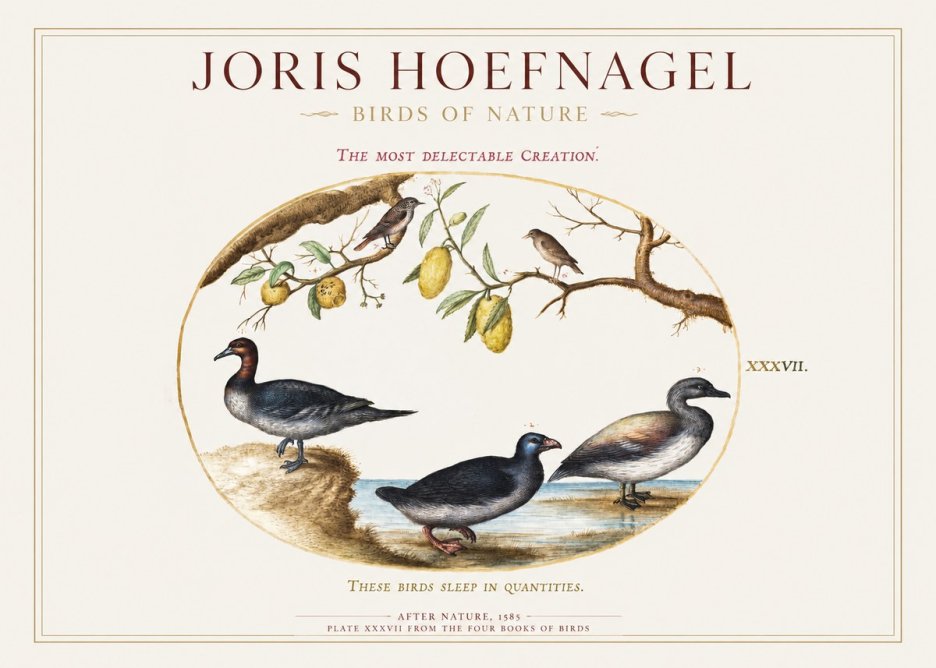 Joris Hoefnagel Plate Xxxvii from the Four Books of Birds No1 - Póster
