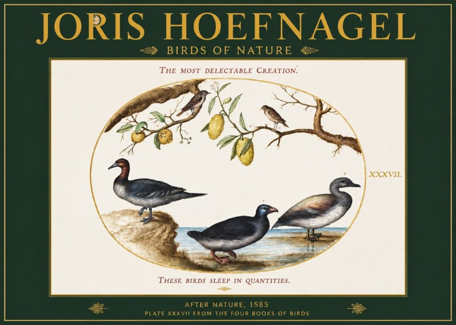 Joris Hoefnagel Plate Xxxvii from the Four Books of Birds No2 - Póster