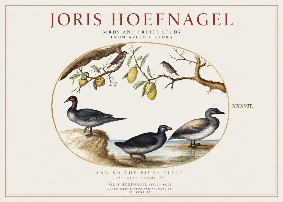 Joris Hoefnagel Plate Xxxvii from the Four Books of Birds No5 - Póster