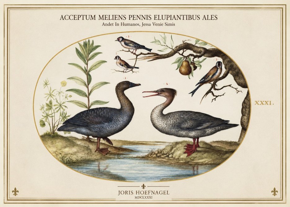 Joris Hoefnagel Acceptiem Meliens Pennis Fupidantibus Ales No2 - Póster