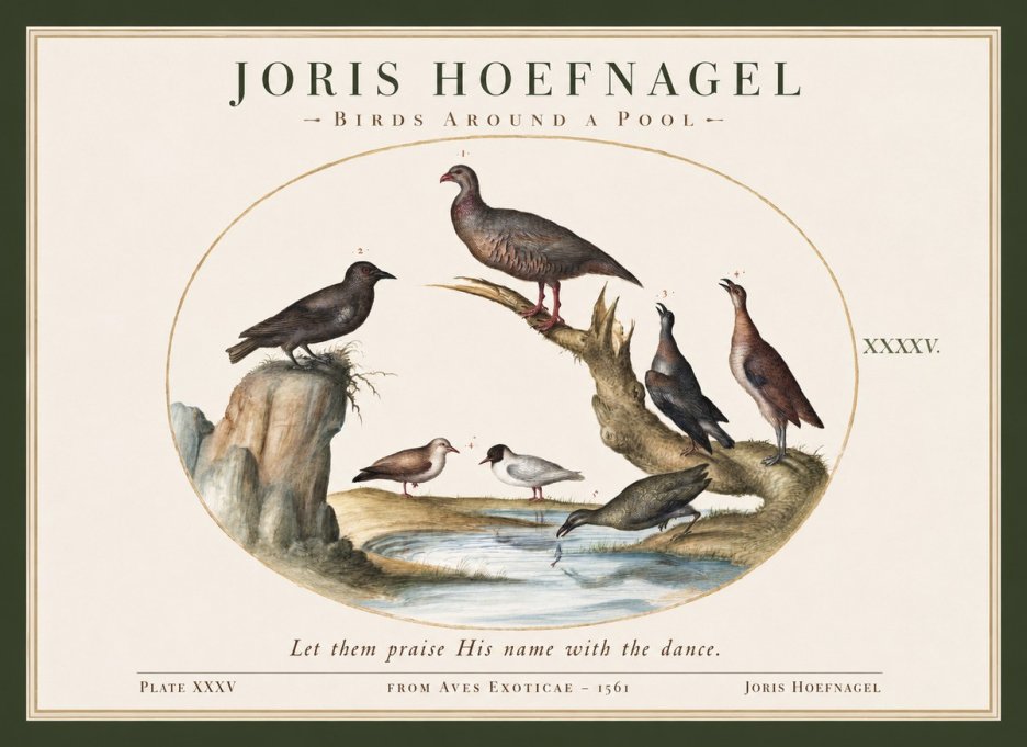 Joris Hoefnagel Birds Around a Pool No1 - Póster