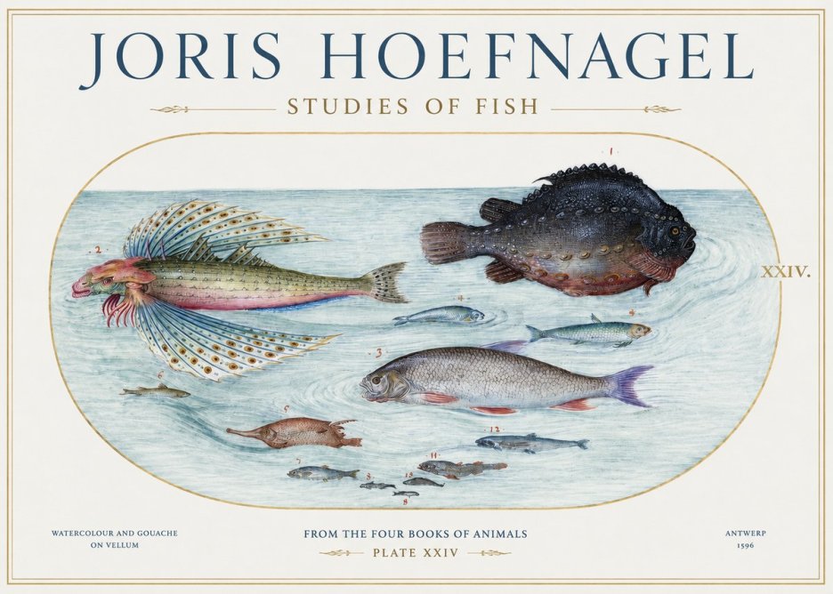 Joris Hoefnagel Studies of Fish II No1 - Póster
