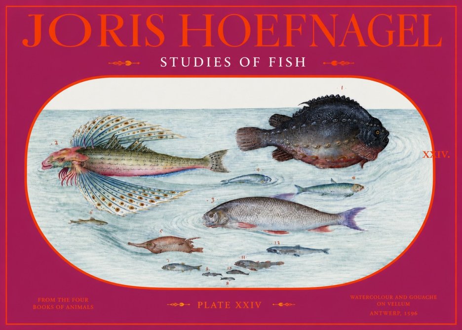 Joris Hoefnagel Studies of Fish II No2 - Póster