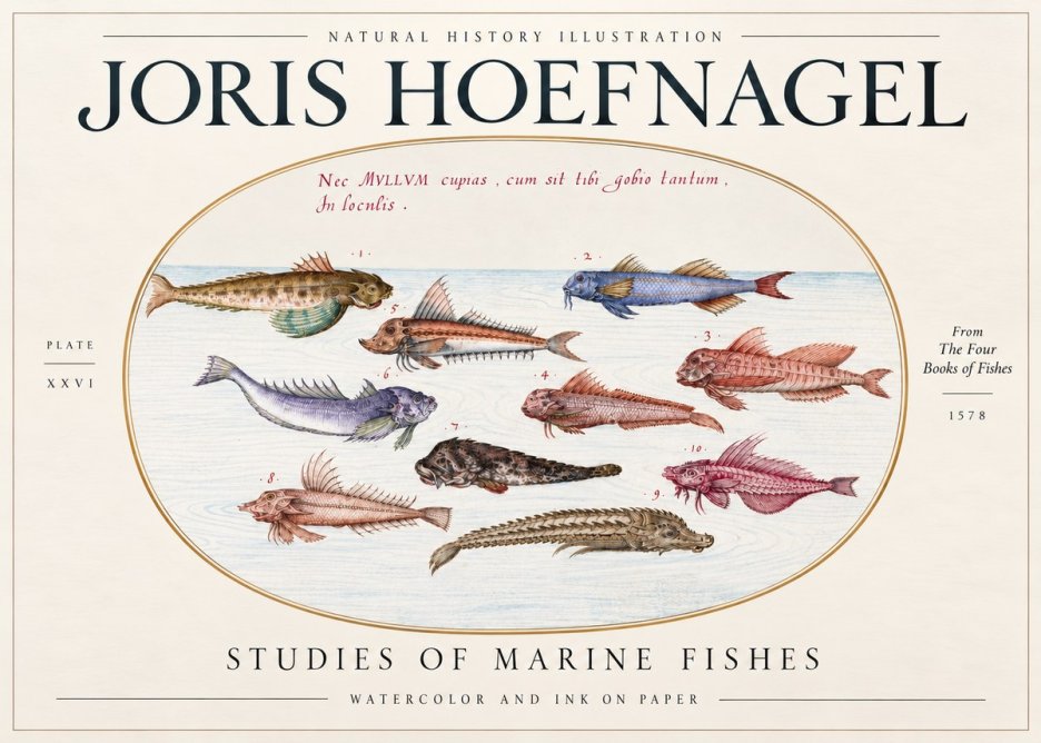 Joris Hoefnagel Studies of Marine Fishes No3 - Póster