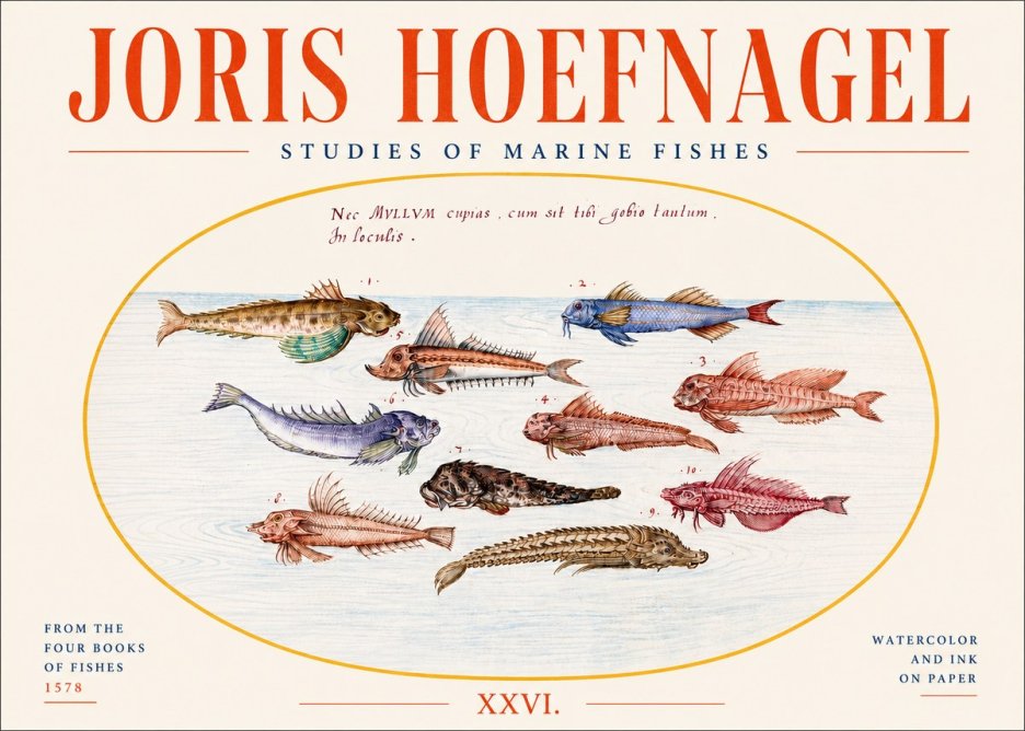 Joris Hoefnagel Studies of Marine Fishes No4 - Póster