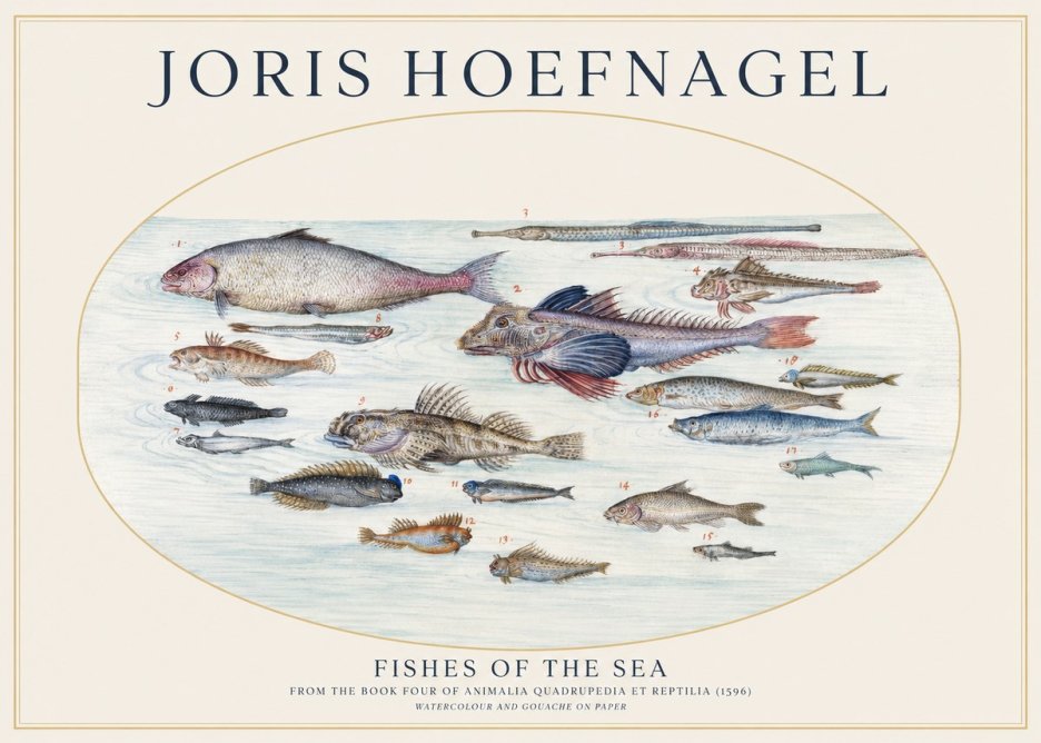 Joris Hoefnagel Fishes of the Sea III No1 - Póster