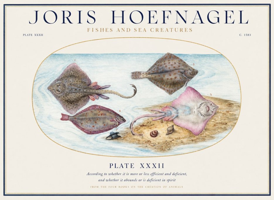 Joris Hoefnagel Study of Rays and Flatfish No5 - Póster
