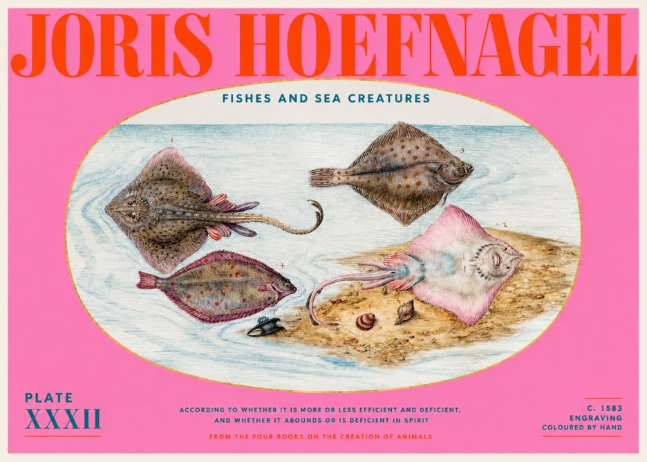 Joris Hoefnagel Study of Rays and Flatfish No6 - Póster