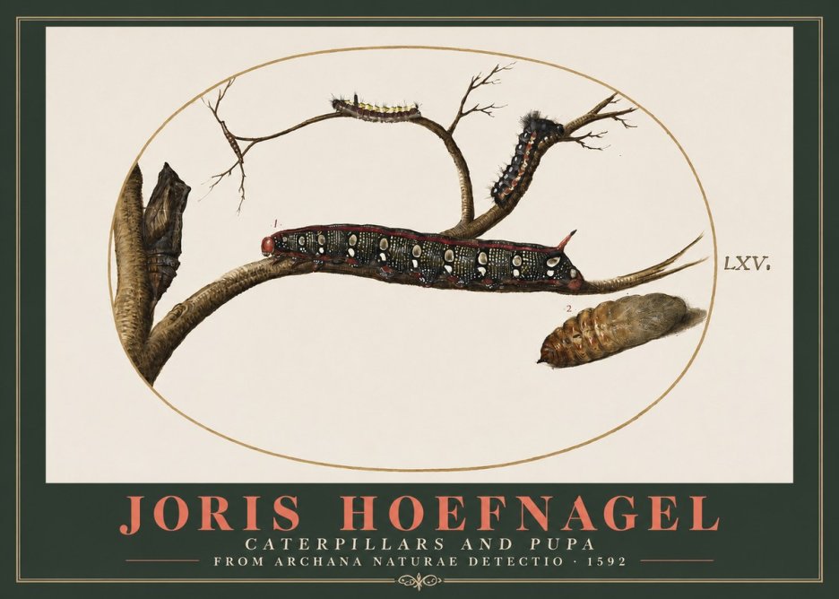 Joris Hoefnagel Caterpillars and Pupa No2 - Póster