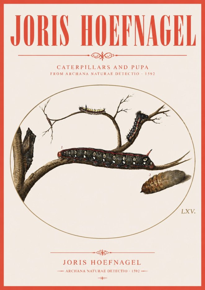 Joris Hoefnagel Caterpillars and Pupa No3 - Póster