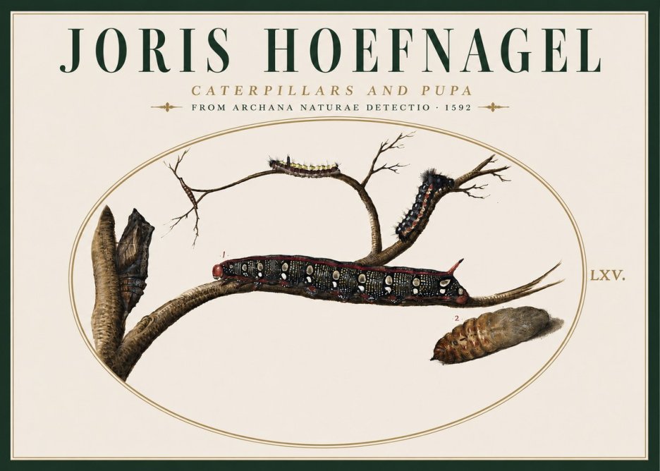 Joris Hoefnagel Caterpillars and Pupa No4 - Póster