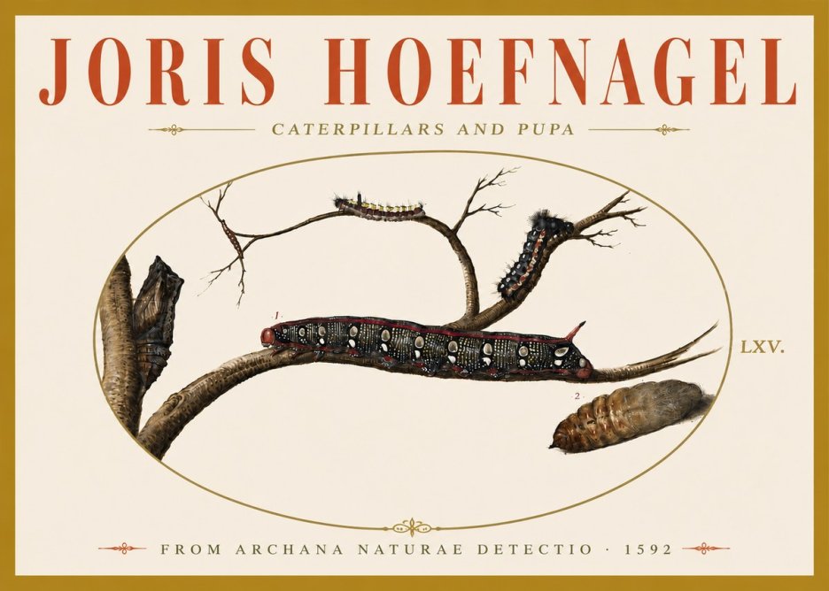 Joris Hoefnagel Caterpillars and Pupa No6 - Póster