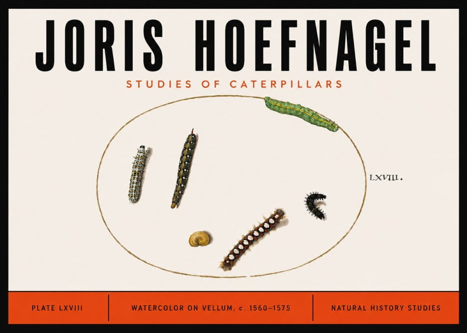 Joris Hoefnagel Studies of Caterpillars No6 - Póster