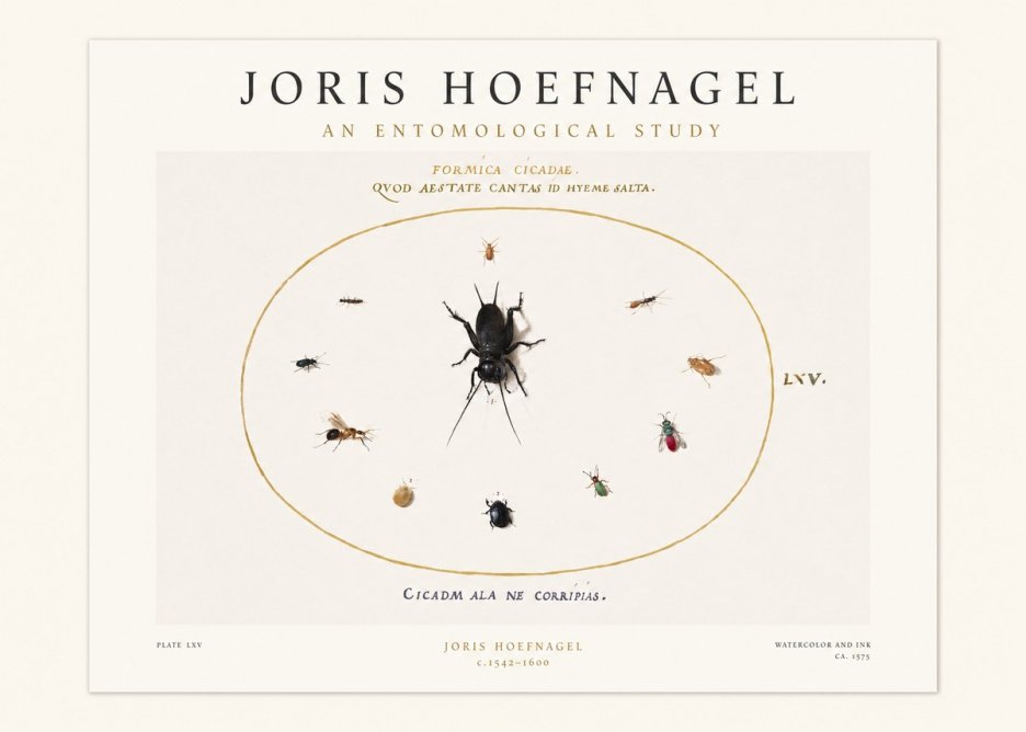 Joris Hoefnagel Formica Cicadae No1 - Póster