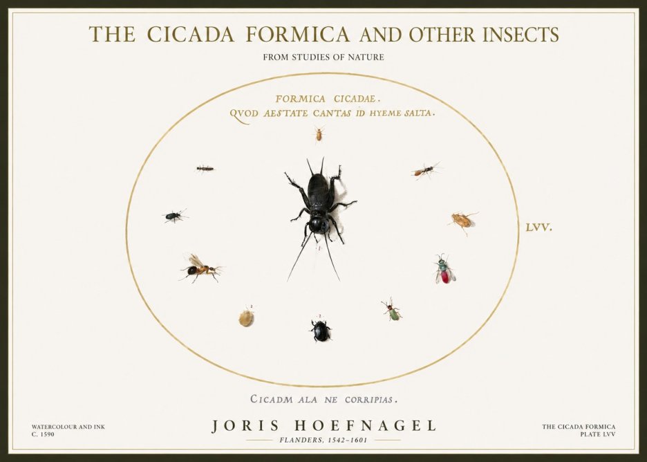 Joris Hoefnagel Formica Cicadae No5 - Póster