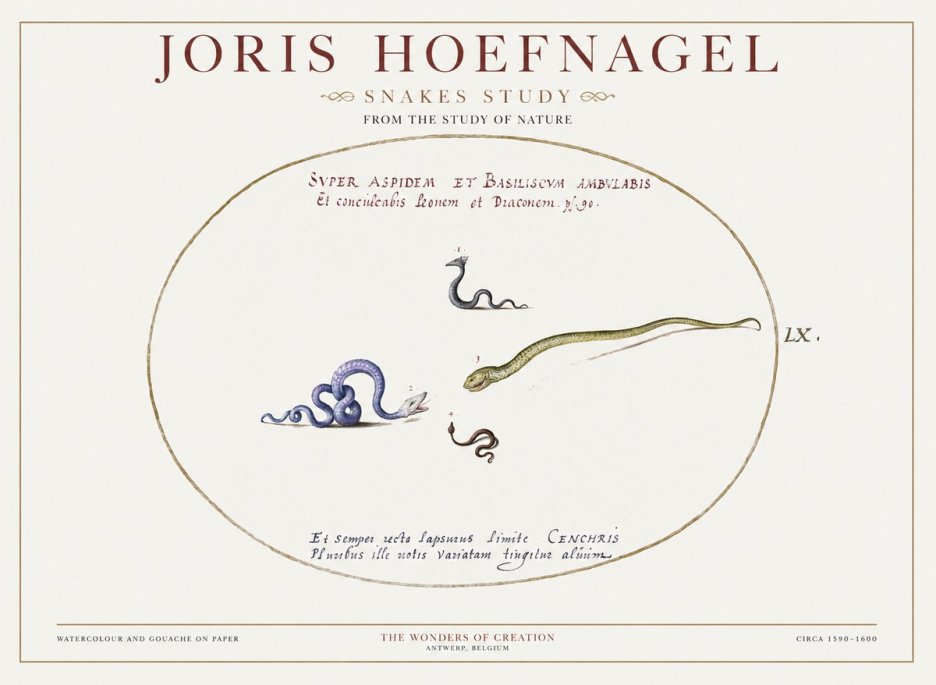 Joris Hoefnagel Studies of Serpents No2 - Póster