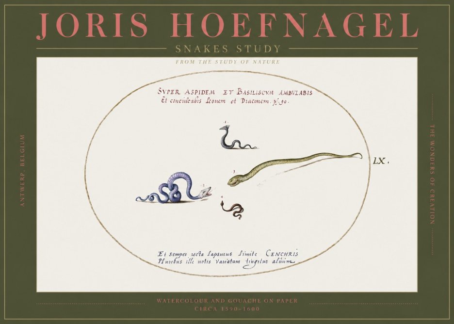 Joris Hoefnagel Studies of Serpents No3 - Póster