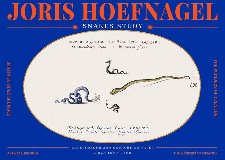 Joris Hoefnagel Studies of Serpents No4 - Póster