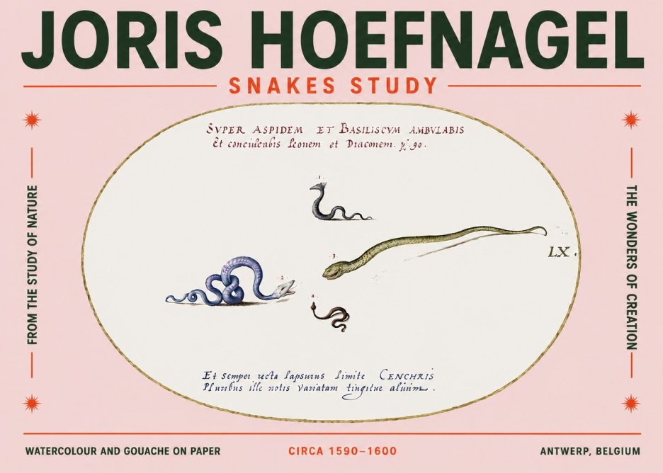 Joris Hoefnagel Studies of Serpents No5 - Póster