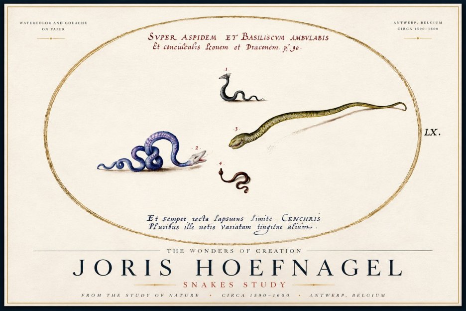 Joris Hoefnagel Studies of Serpents No6 - Póster