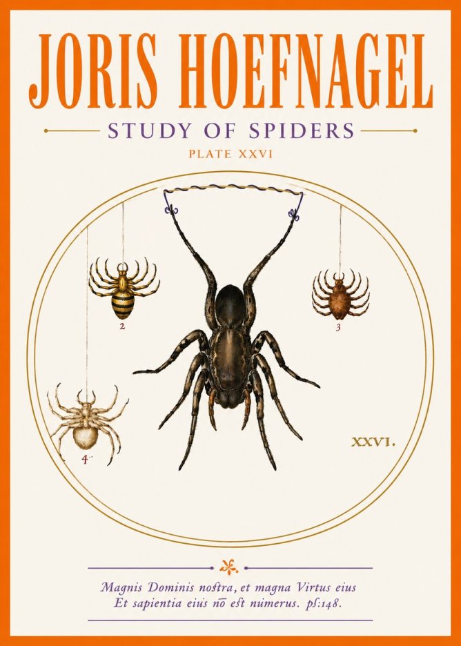 Joris Hoefnagel Study of Spiders No5 - Póster